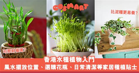 香港水種植物